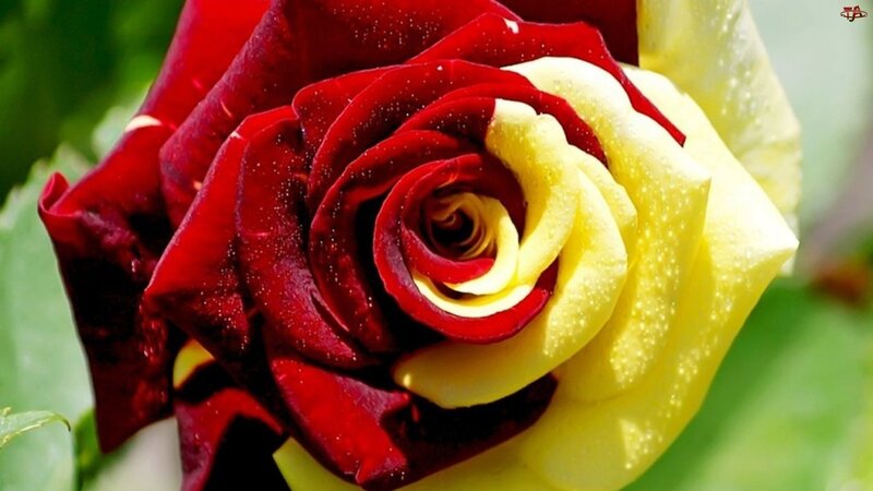 Red and Yellow Rose — Serene, Afternoon, Photograph, Petals