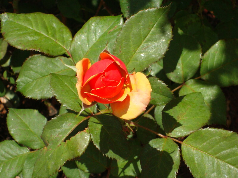 Red and Yellow Rose — Serene, Afternoon