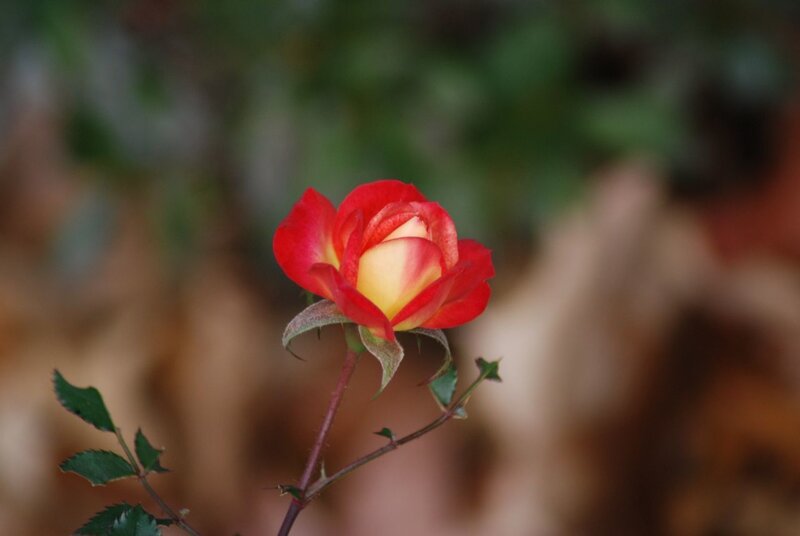 Red and Yellow Rose — Serene, Autumn