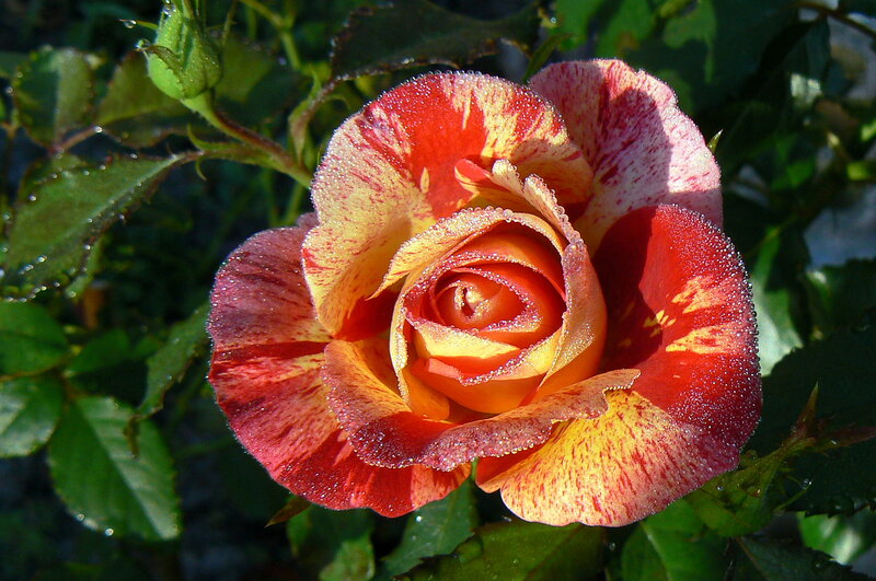Red and Yellow Rose — Serene, Morning, Photograph, Flower