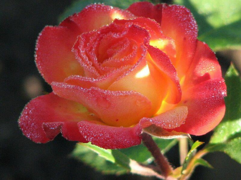 Red and Yellow Rose — Serene, Morning, Photograph, Petals, Dew Drops