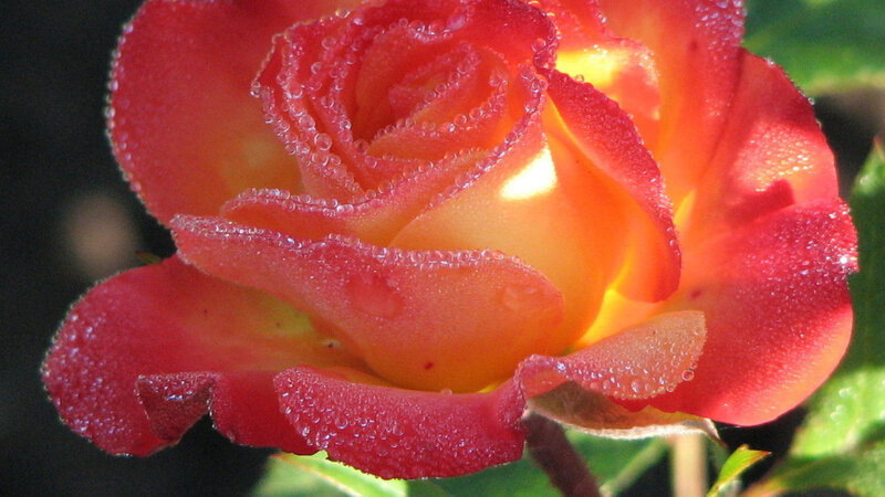 Red and Yellow Rose — Serene, Morning, Photograph, Petals