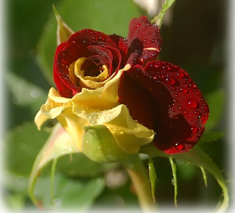 Red and Yellow Rose — Serene, Morning, Photograph, Water Droplets