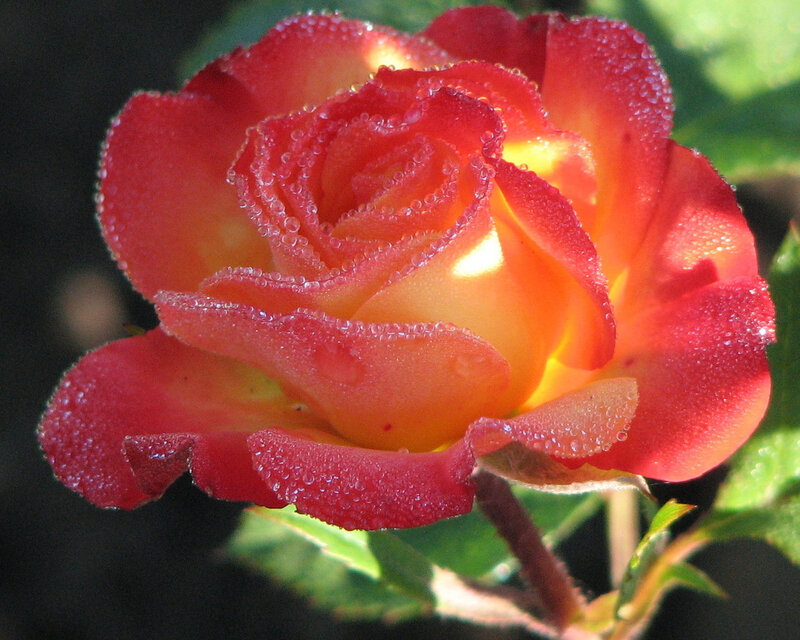 Red and Yellow Rose — Serene, Morning