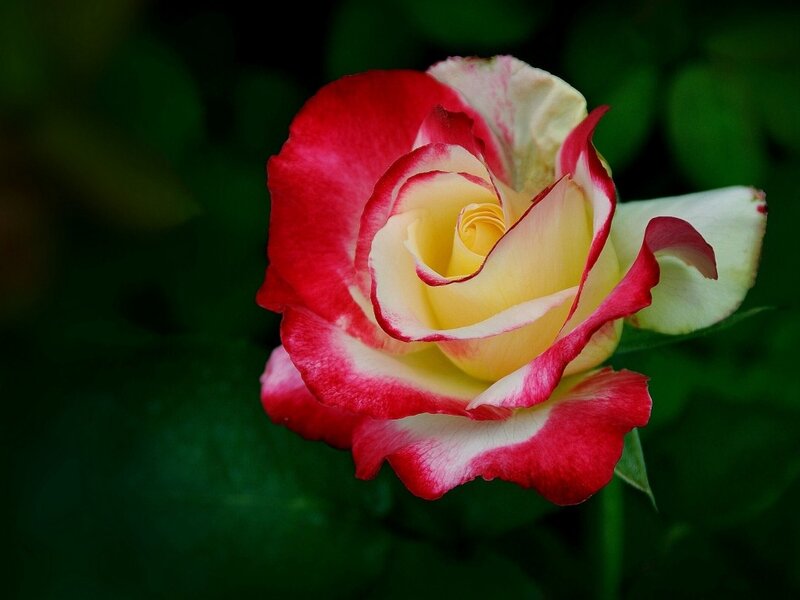 Red and Yellow Rose — Serene, Photograph, Flower, Petals