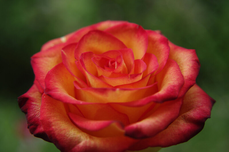Red and Yellow Rose — Serene, Photograph, Flower