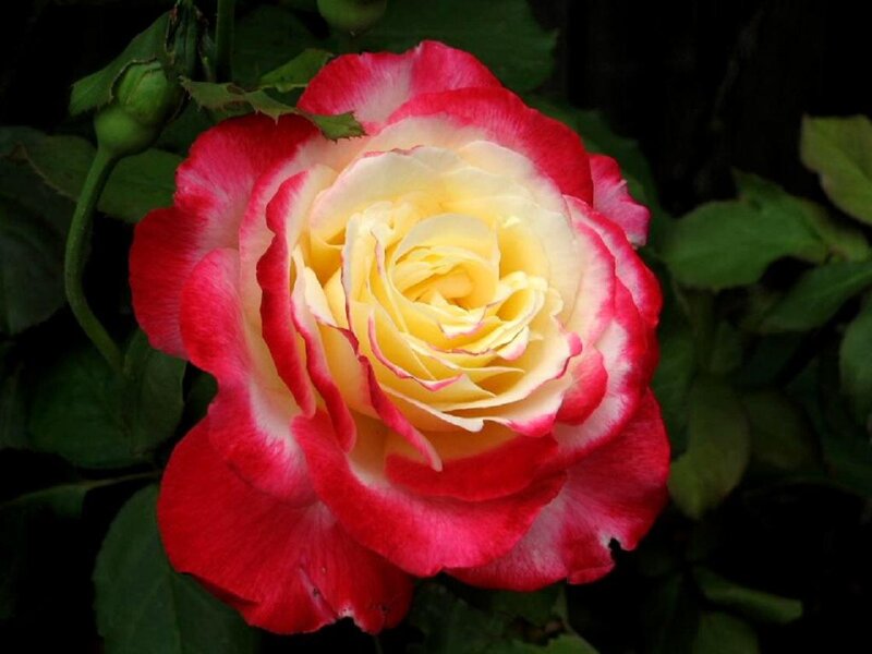 Red and Yellow Rose — Serene, Photograph, Green Leaves