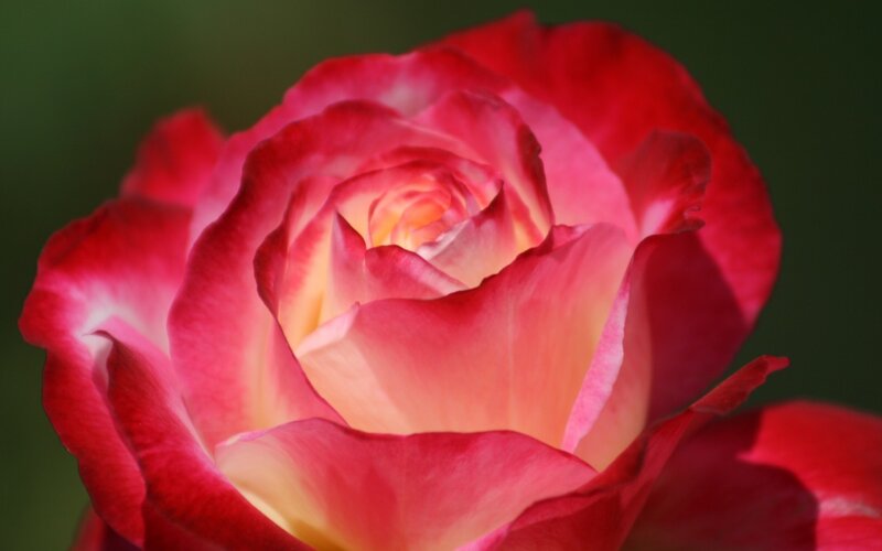 Red and Yellow Rose — Serene, Photograph