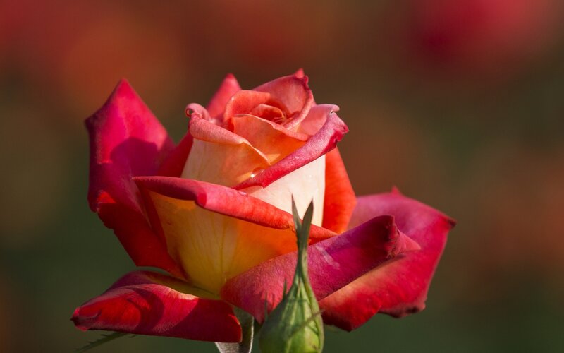 Red and Yellow Rose — Serene, Sunset