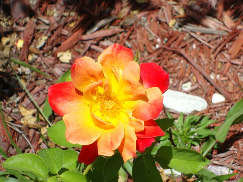 Red and Yellow Rose — Serene