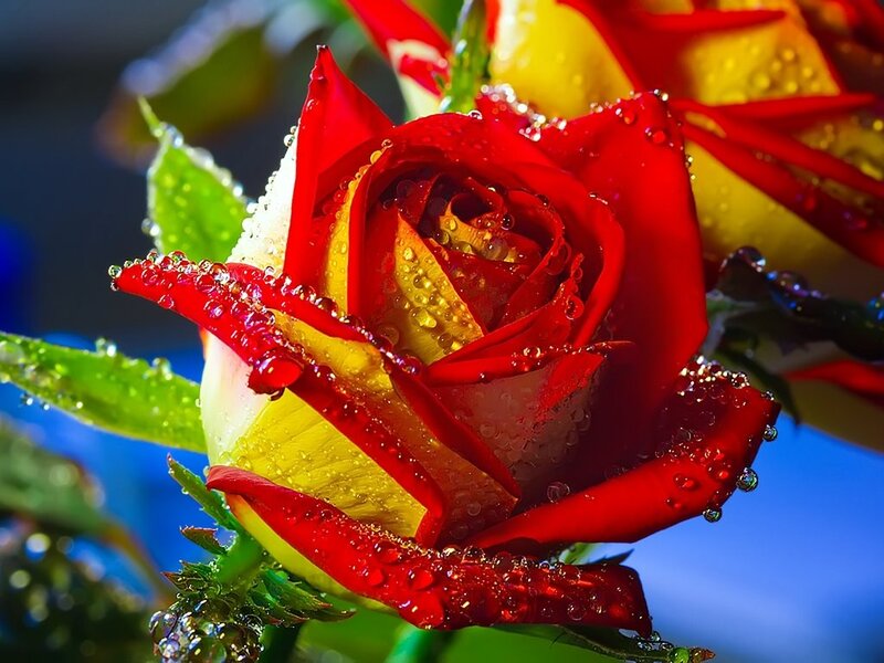 Red and Yellow Rose — Vibrant, Photograph