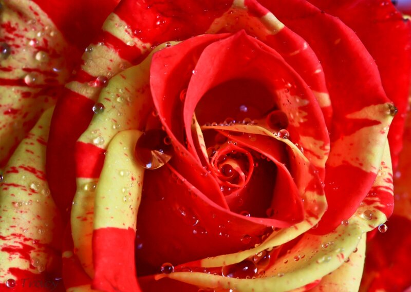 Red and Yellow Rose — Vibrant