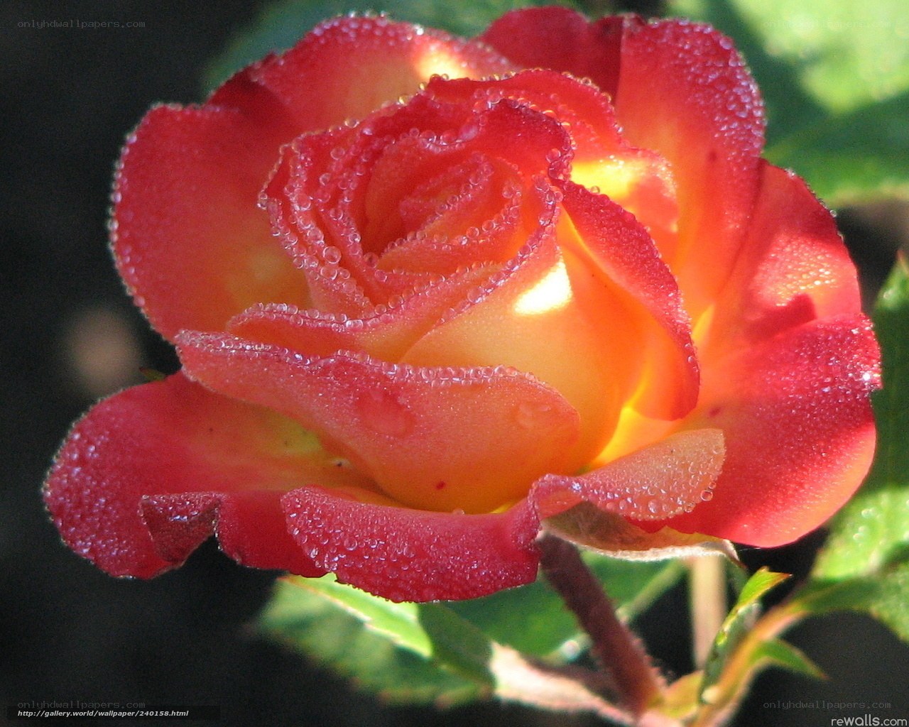 Red and yellow rose with dew