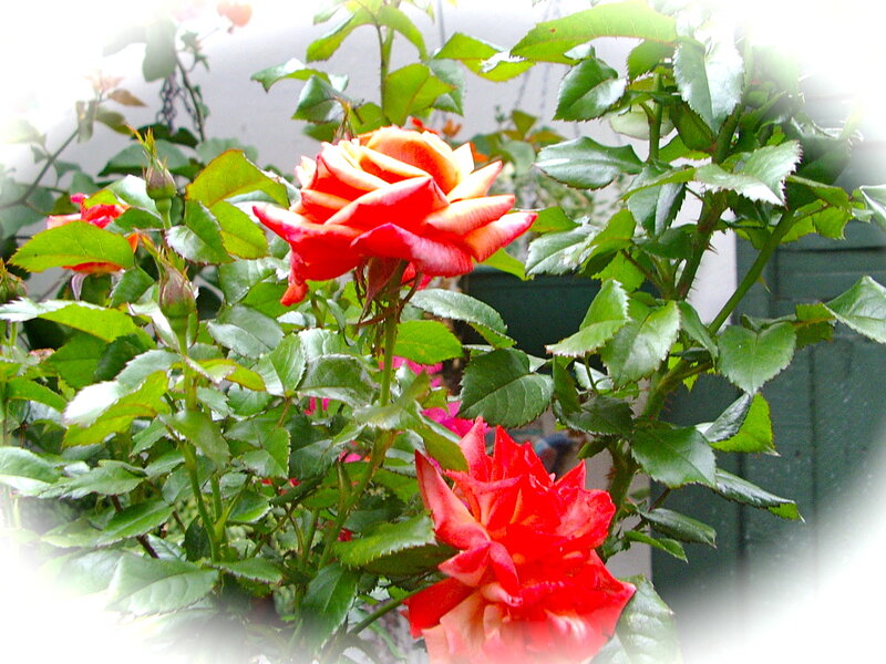 Red and Yellow Roses — Calm, Afternoon