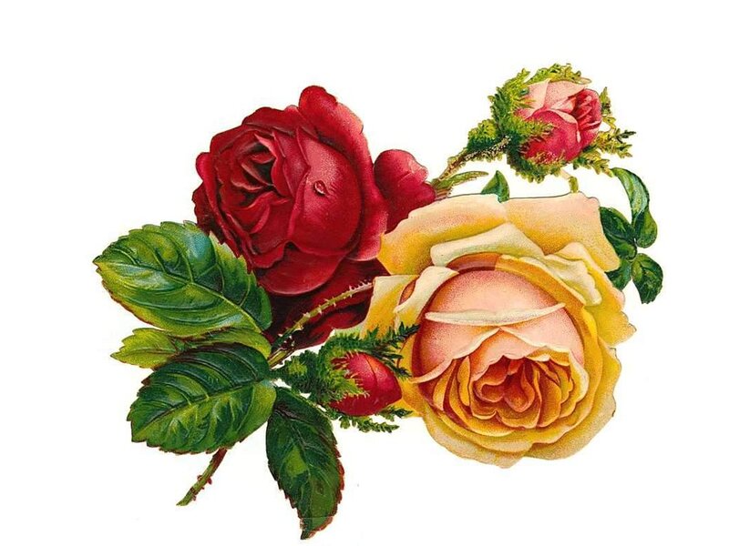 Red and Yellow Roses — Calm, Illustration, Leaves