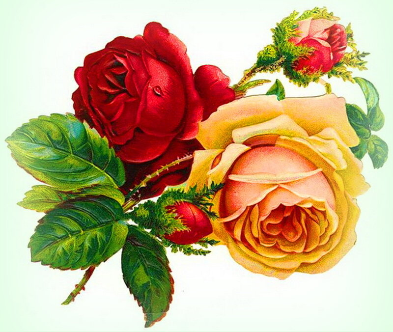 Red and Yellow Roses — Calm, Illustration