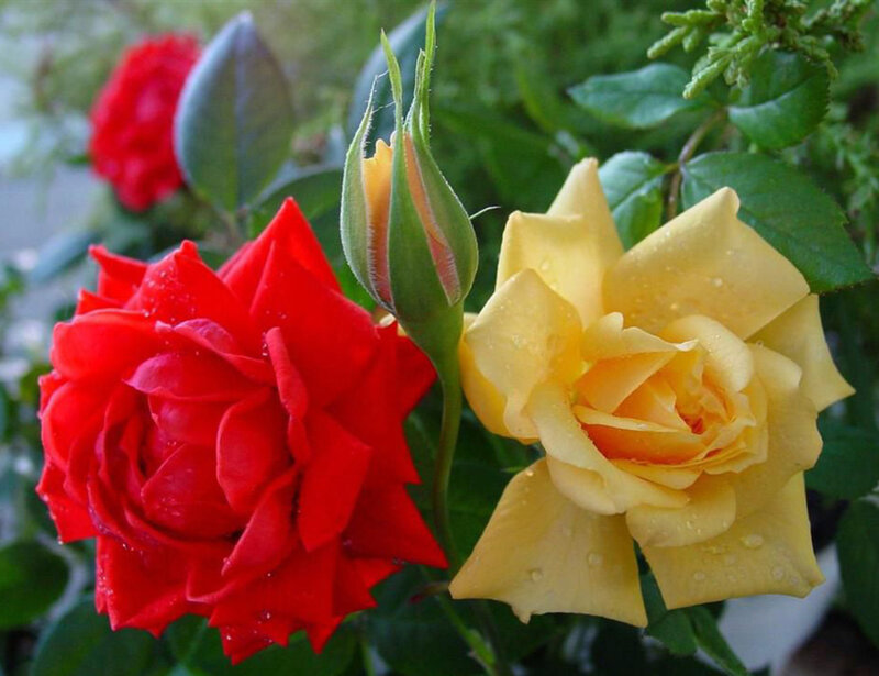 Red and Yellow Roses — Calm, Morning