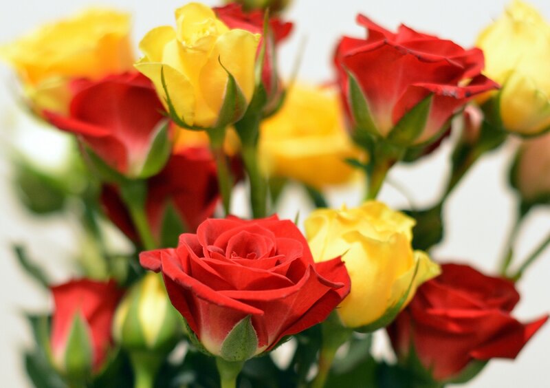 Red and Yellow Roses — Calm, Photograph, Buds
