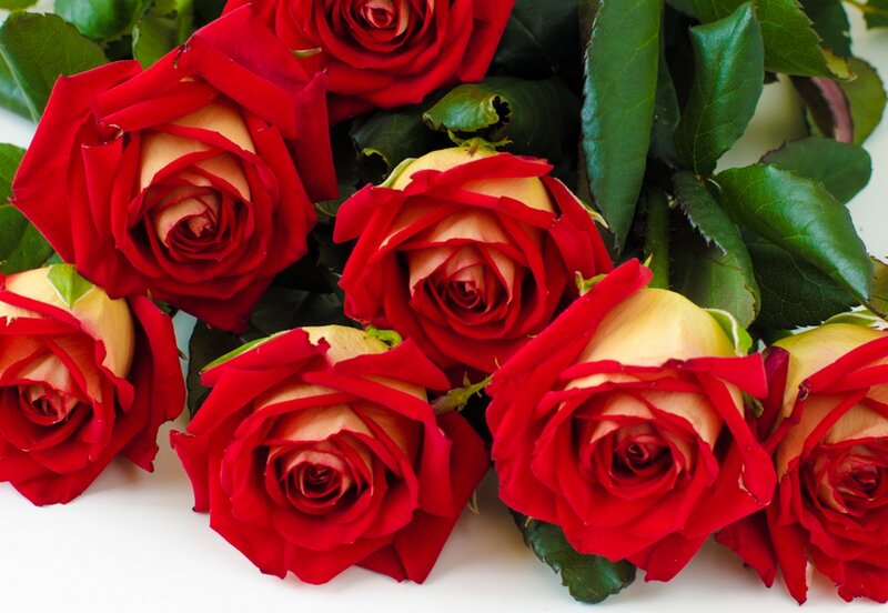 Red and Yellow Roses — Calm, Photograph, Green Leaves