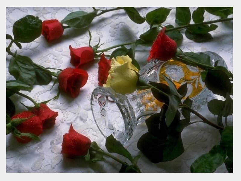 Red and Yellow Roses — Calm
