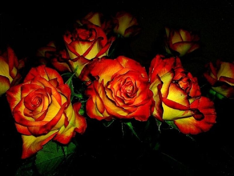 Red and Yellow Roses — Dramatic, Night, Photograph