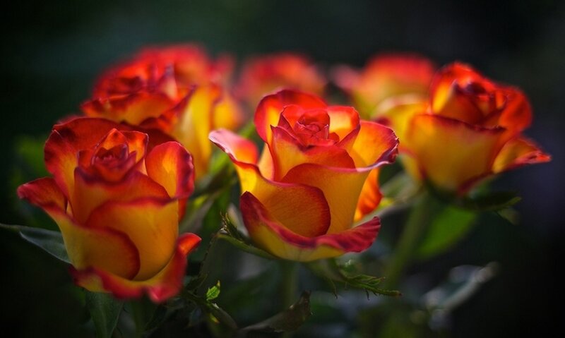 Red and Yellow Roses — Dramatic, Photograph, Flowers, Leaves