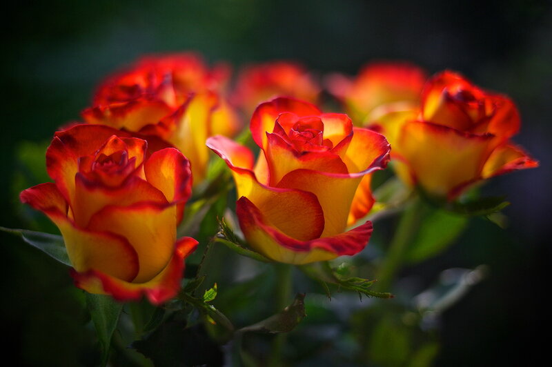 Red and Yellow Roses — Dramatic, Photograph, Flowers