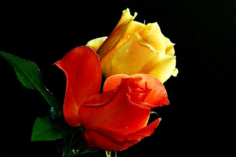 Red and Yellow Roses — Dramatic, Photograph