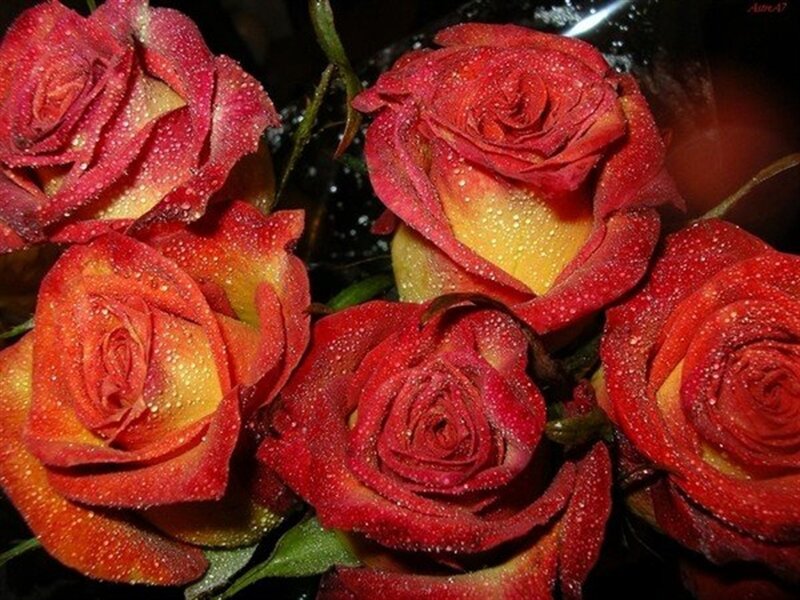Red and Yellow Roses — Dramatic, Photograph, Water Droplets