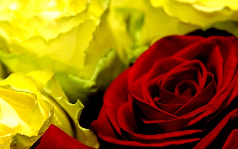 Red and Yellow Roses — Dramatic