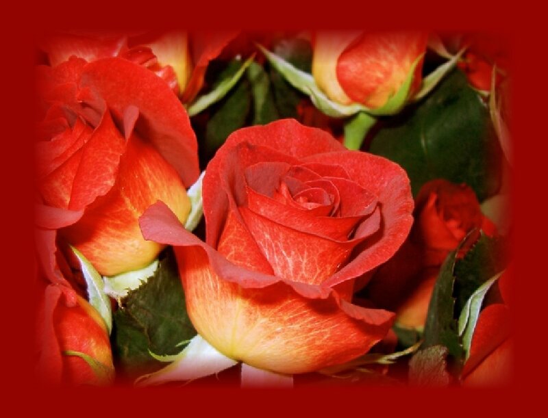 Red and yellow roses in a bouquet