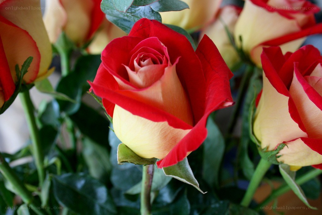 Red and yellow roses in bloom