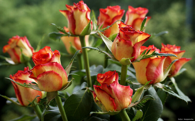 Red and Yellow Roses — Natural, Spring, Photograph