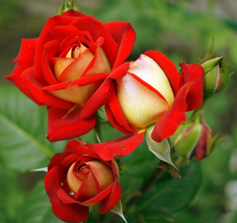 Red and Yellow Roses — Natural, Spring
