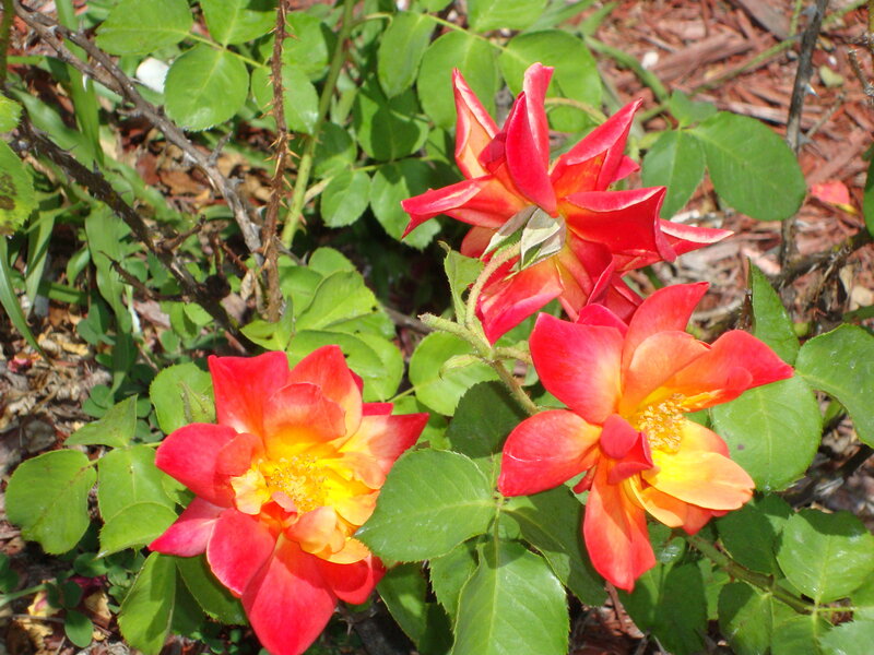 Red and Yellow Roses — Natural
