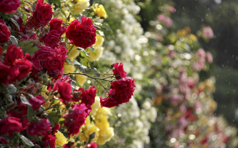 Red and Yellow Roses — Serene, Afternoon