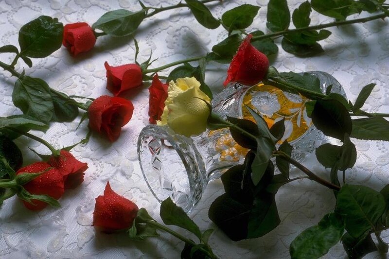 Red and Yellow Roses — Serene