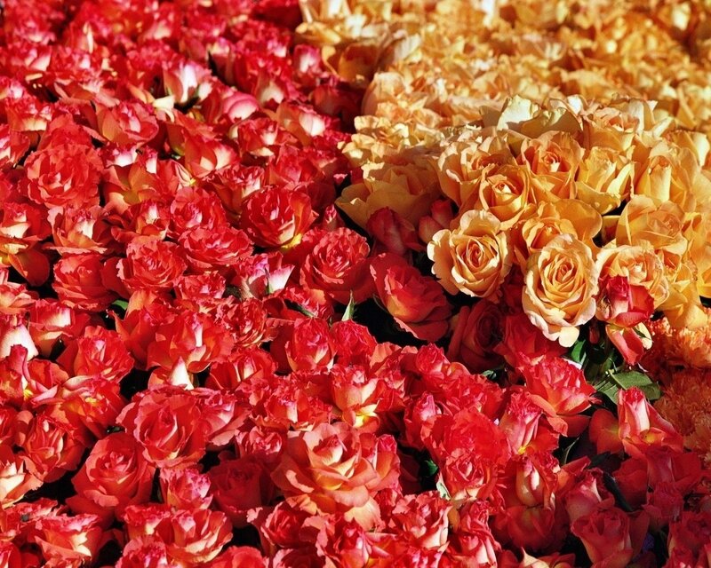 Red and Yellow Roses — Vibrant, Afternoon, Photograph, Flowers