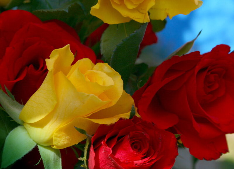 Red and Yellow Roses — Vibrant, Afternoon