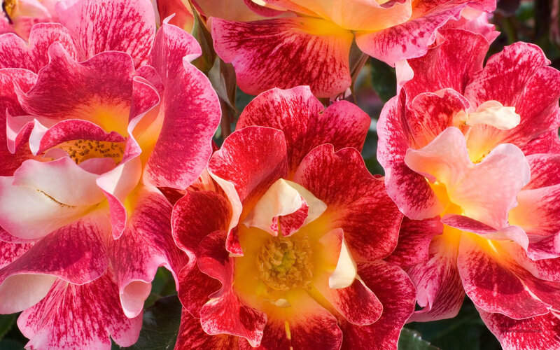 Red and Yellow Roses — Vibrant, Daytime