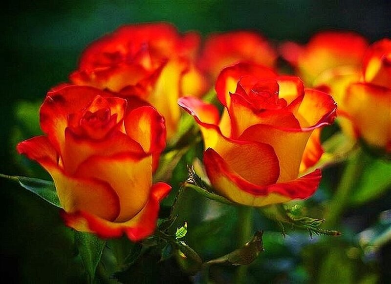 Red and Yellow Roses — Vibrant, Photograph, Flowers, Leaves, Buds