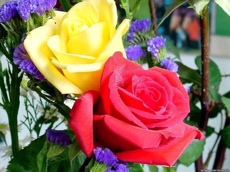 Red and Yellow Roses — Vibrant