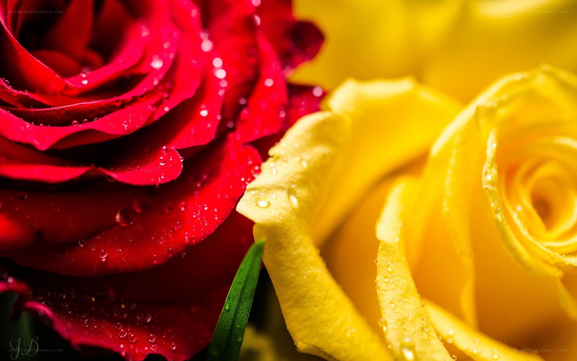 Red and yellow roses with dew
