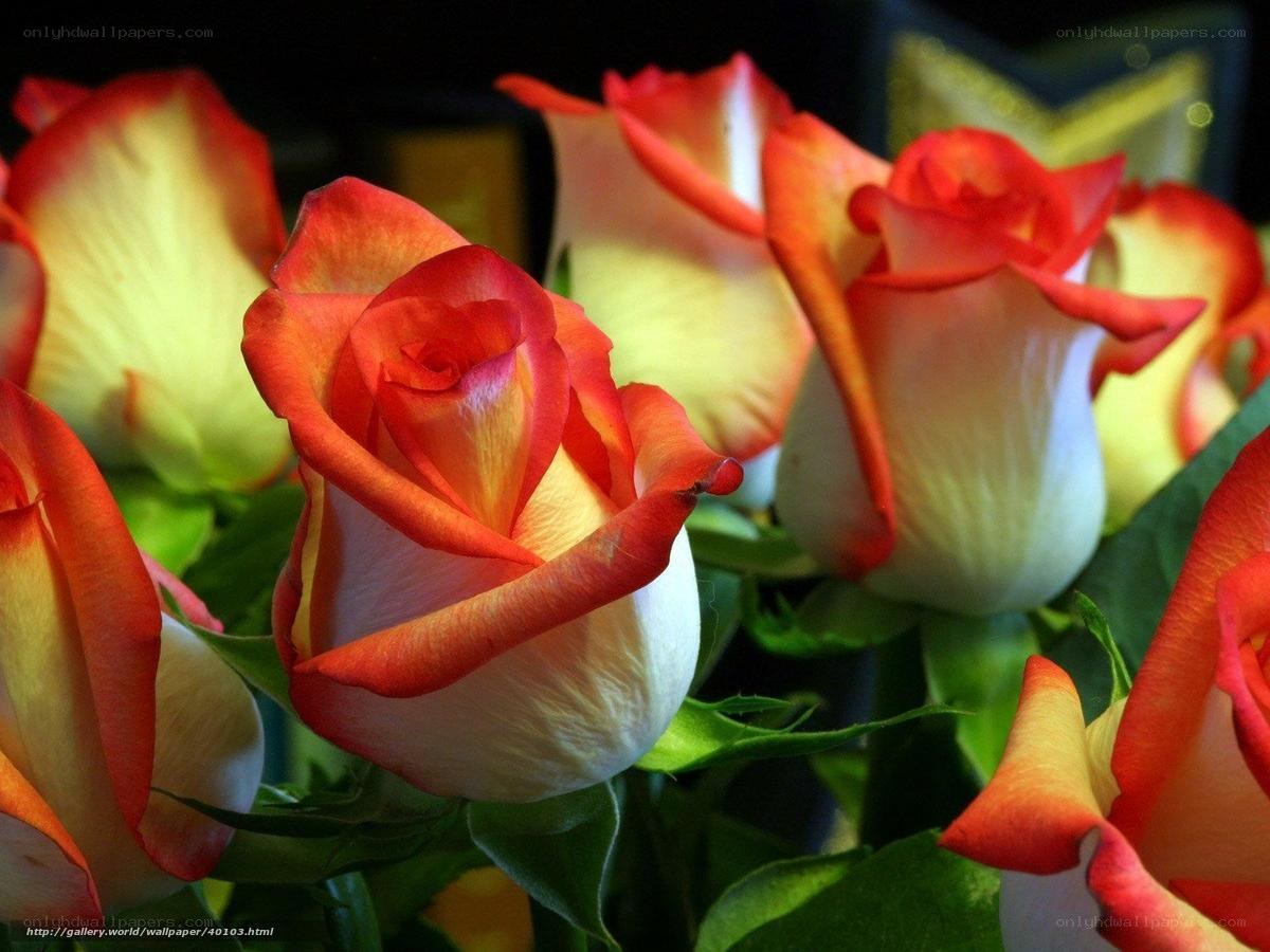 Red and yellow roses
