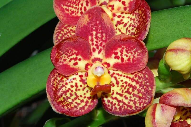 red and yellow spotted orchid