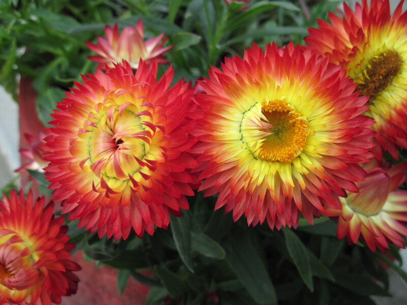 Red and Yellow Strawflowers