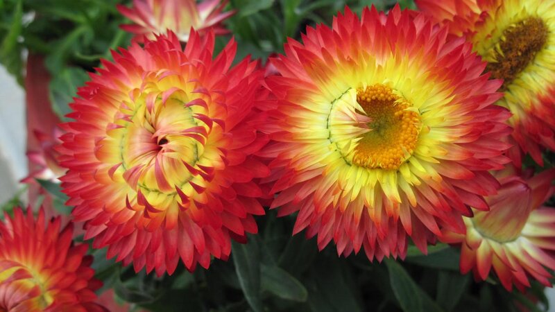 Red and Yellow Strawflowers — Vibrant