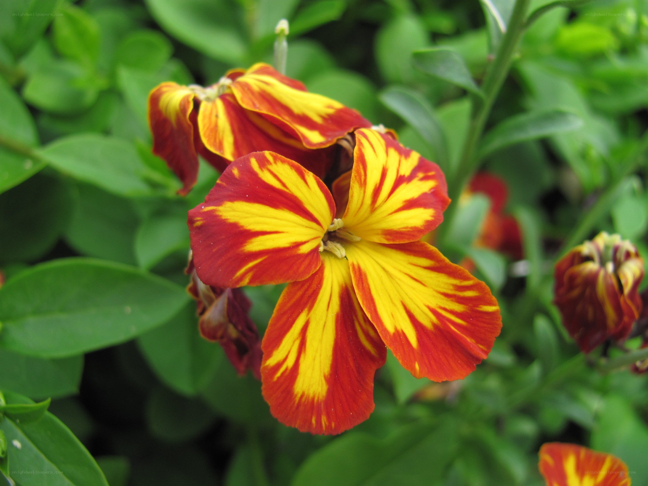 Red and yellow striped flower