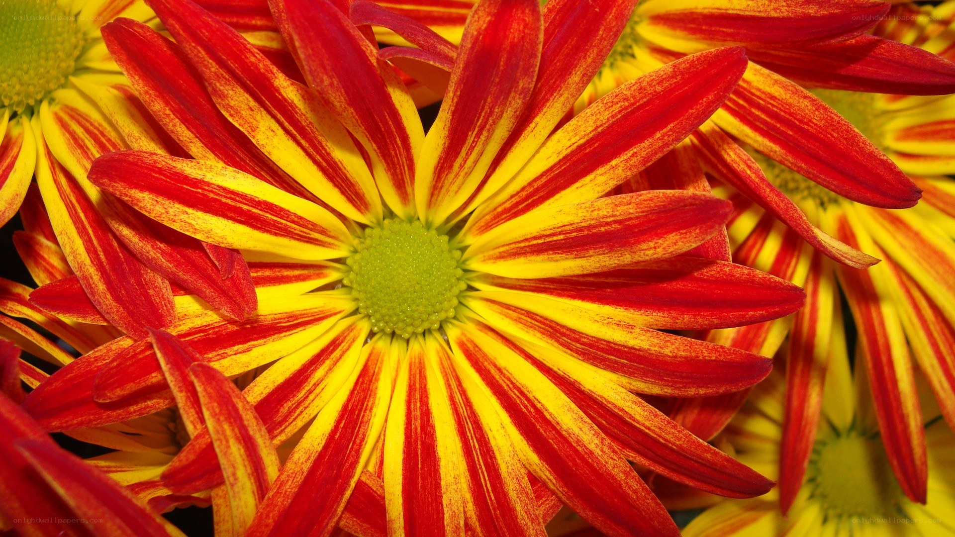 Red and yellow striped flower