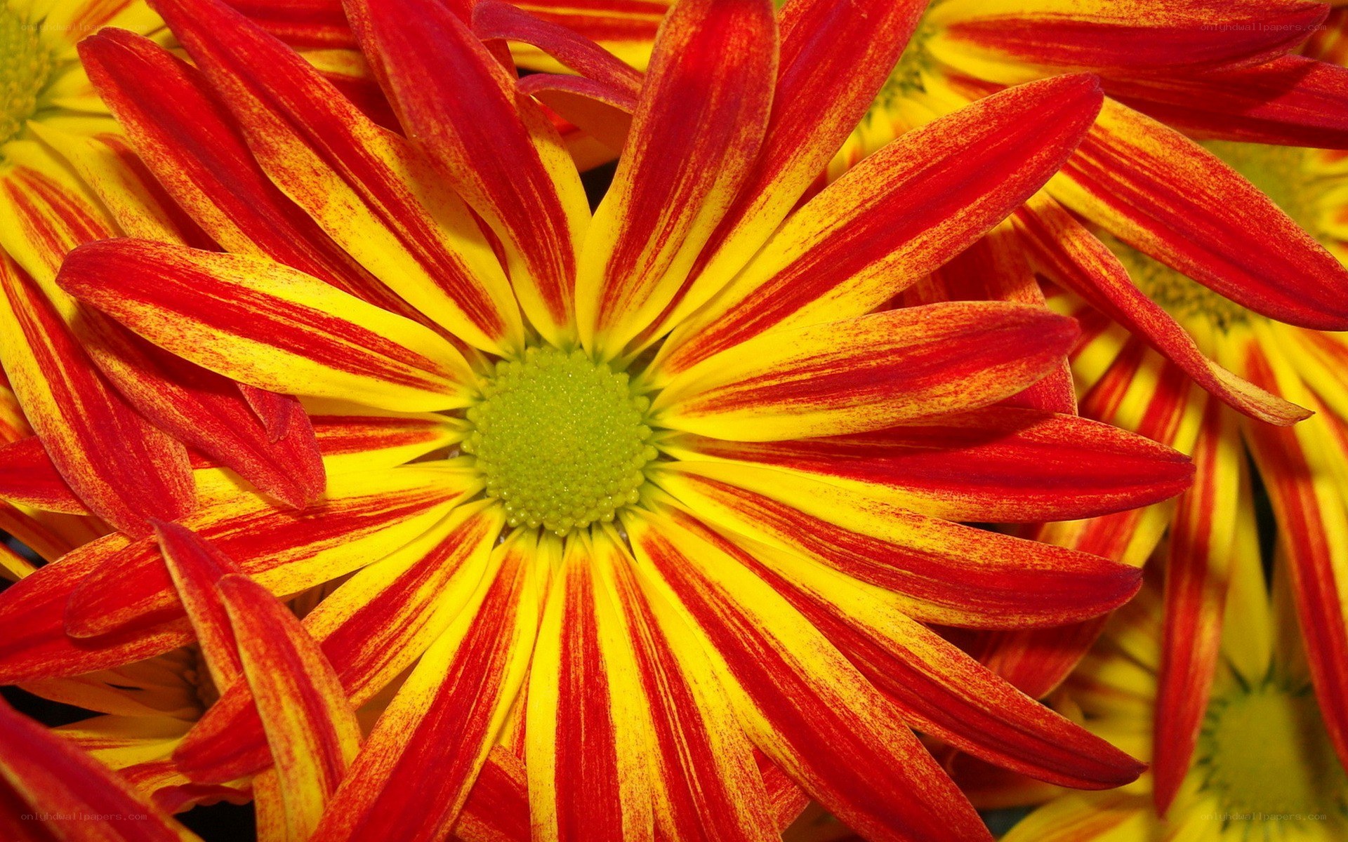 Red and yellow striped flower